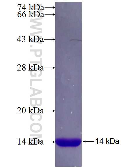 EFNB1 fusion protein Ag26615 SDS-PAGE