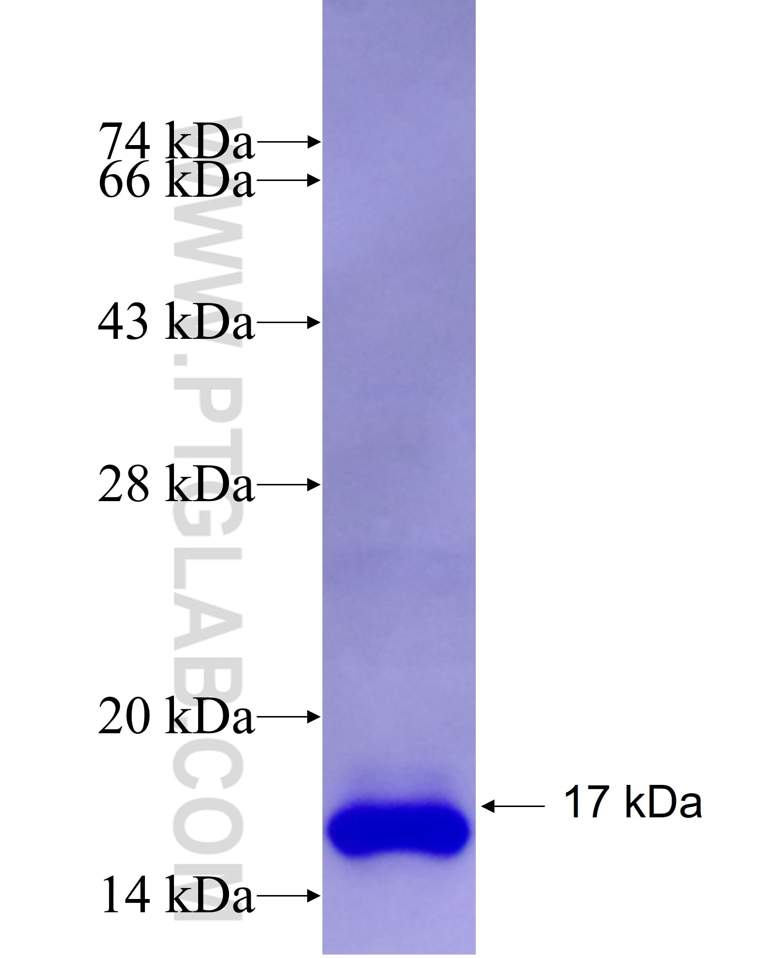 EFNB1 fusion protein Ag26615 SDS-PAGE