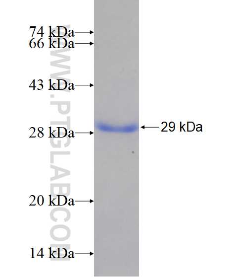 EFNB1 fusion protein Ag14862 SDS-PAGE