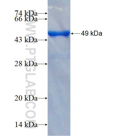 EFNB1 fusion protein Ag3669 SDS-PAGE