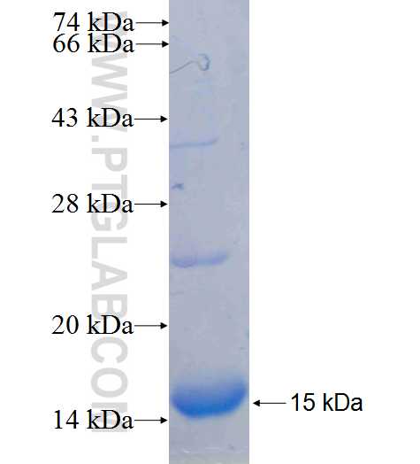 EFNB2 fusion protein Ag24842 SDS-PAGE
