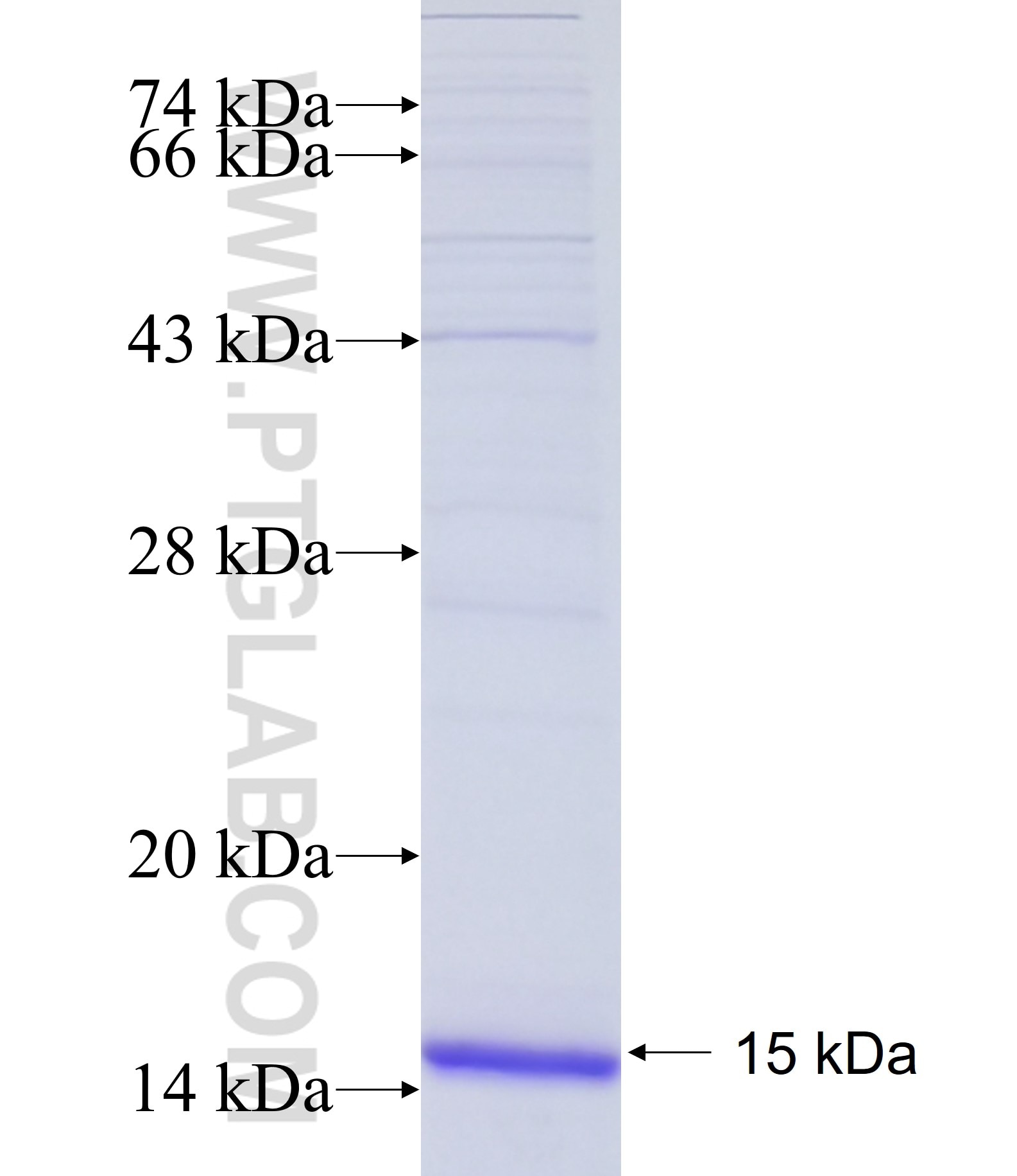 EFNB2 fusion protein Ag24842 SDS-PAGE