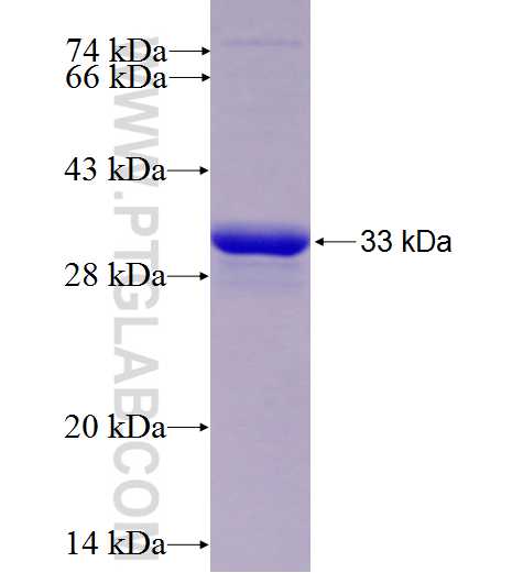 EFNB2 fusion protein Ag24865 SDS-PAGE