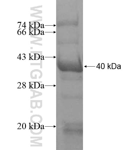 EFNB2 fusion protein Ag12468 SDS-PAGE