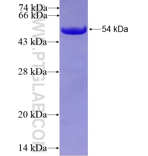 EFS fusion protein Ag14565 SDS-PAGE