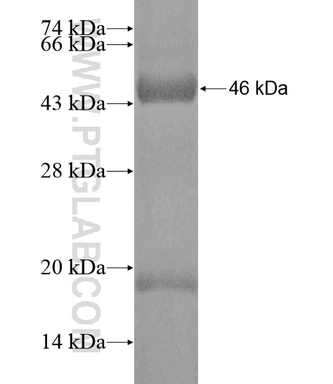 EFTUD1 fusion protein Ag20371 SDS-PAGE