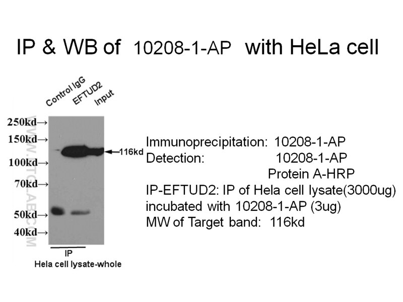 IP experiment using 10208-1-AP