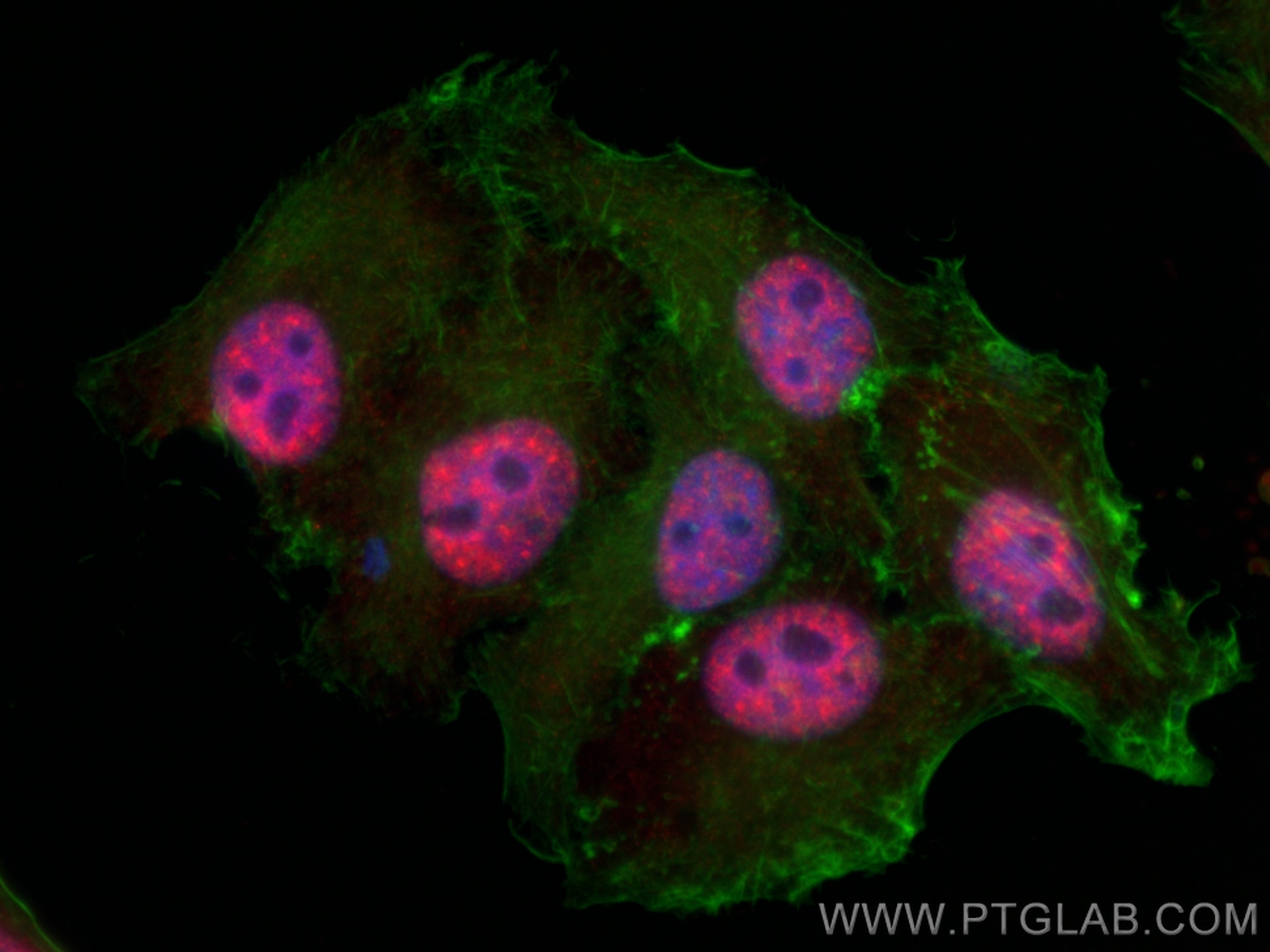 Immunofluorescence (IF) / fluorescent staining of HepG2 cells using EFTUD2 Polyclonal antibody (10208-1-AP)