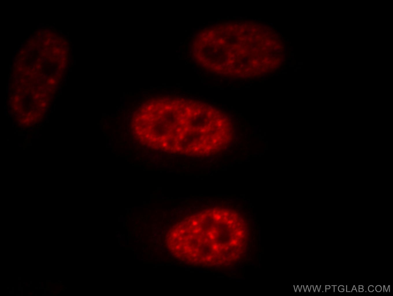Immunofluorescence (IF) / fluorescent staining of HepG2 cells using EFTUD2 Polyclonal antibody (10208-1-AP)