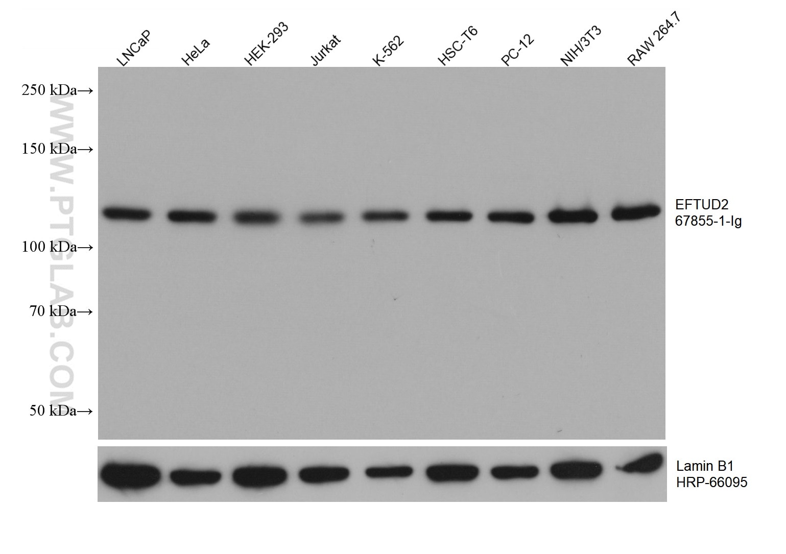 Western Blot (WB) analysis of various lysates using EFTUD2 Monoclonal antibody (67855-1-Ig)