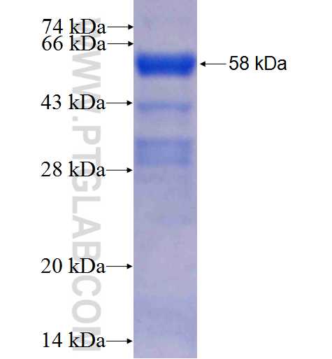 EFTUD2 fusion protein Ag0279 SDS-PAGE