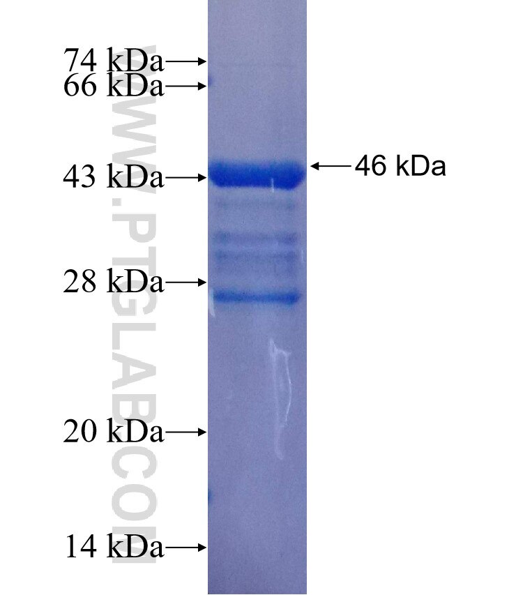 EGF fusion protein Ag25997 SDS-PAGE