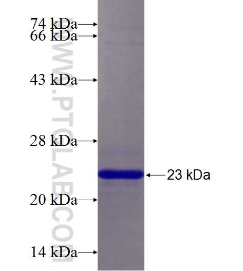 EGF fusion protein Ag26008 SDS-PAGE