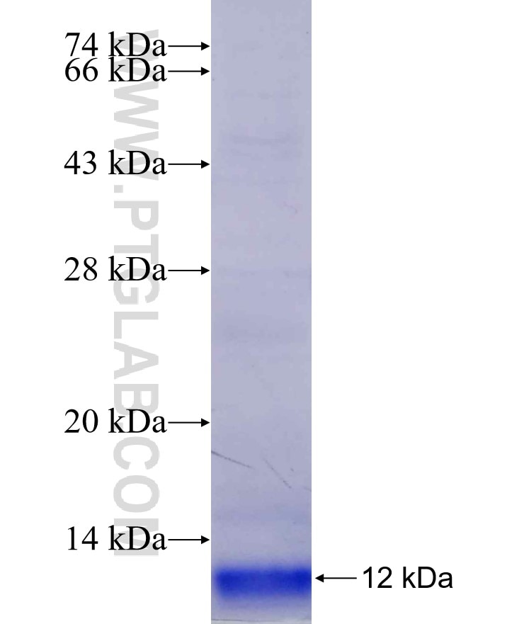 EGF fusion protein Ag29114 SDS-PAGE