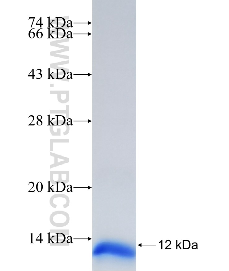 EGF fusion protein Ag33462 SDS-PAGE