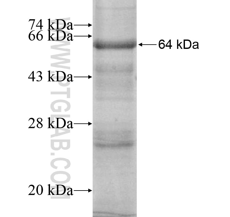 EGF fusion protein Ag13006 SDS-PAGE