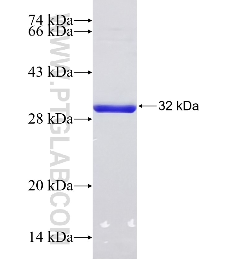 EGF fusion protein Ag17529 SDS-PAGE
