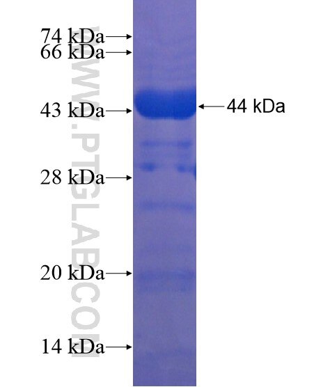 EGFL6 fusion protein Ag21411 SDS-PAGE