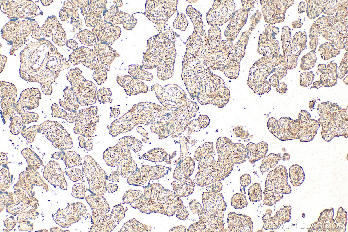 Immunohistochemistry (IHC) staining of human placenta tissue using EGFL7 Polyclonal antibody (26661-1-AP)
