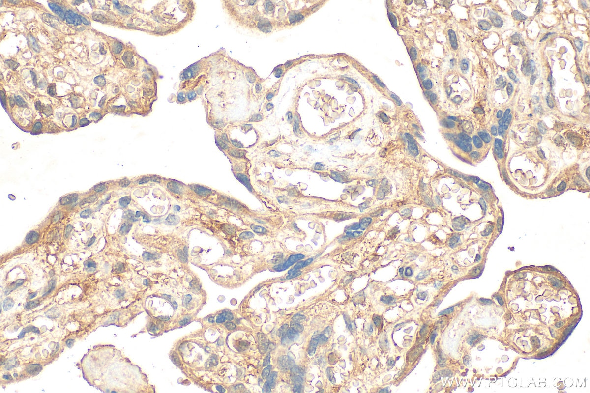 Immunohistochemistry (IHC) staining of human placenta tissue using EGFL7 Polyclonal antibody (26661-1-AP)