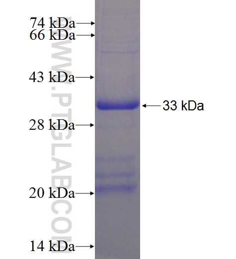 EGFL7 fusion protein Ag6559 SDS-PAGE