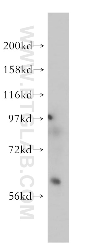 Western Blot (WB) analysis of PC-3 cells using Pikachurin Polyclonal antibody (14578-1-AP)