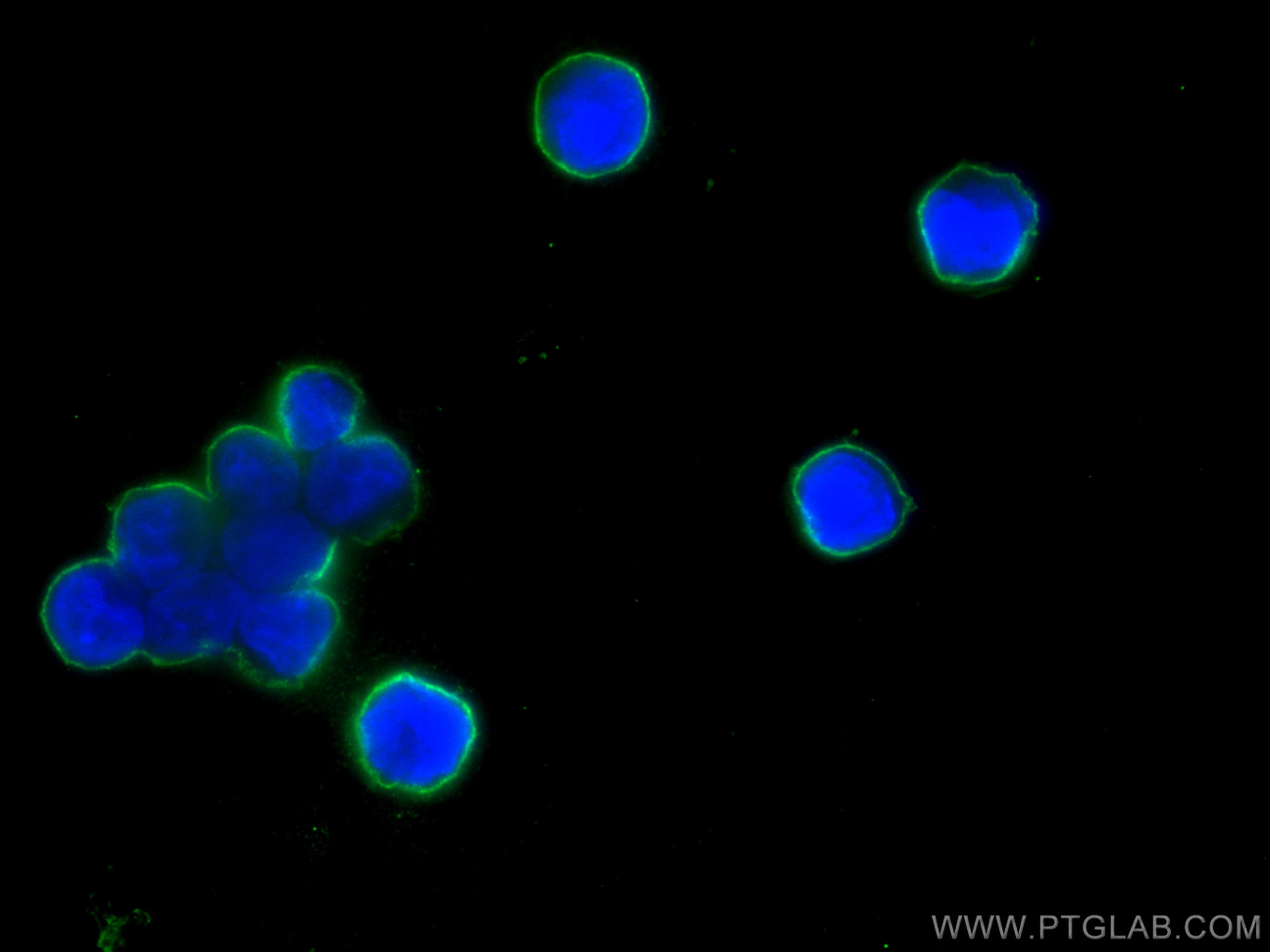 Immunofluorescence (IF) / fluorescent staining of Y79 cells using Pikachurin Monoclonal antibody (66232-1-Ig)