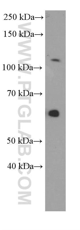 Western Blot (WB) analysis of PC-3 cells using Pikachurin Monoclonal antibody (66232-1-Ig)
