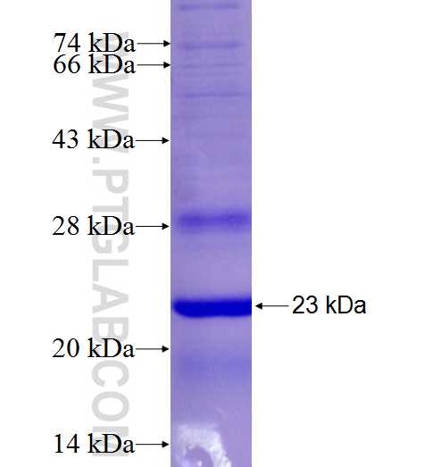 EGFLAM fusion protein Ag6362 SDS-PAGE