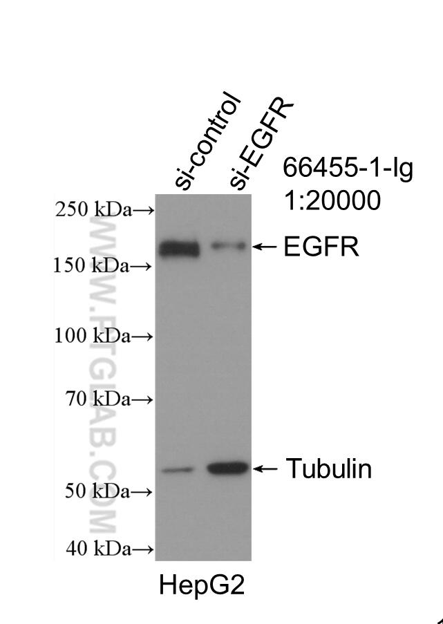 Western Blot (WB) analysis of HepG2 cells using EGFR Monoclonal antibody (66455-1-Ig)