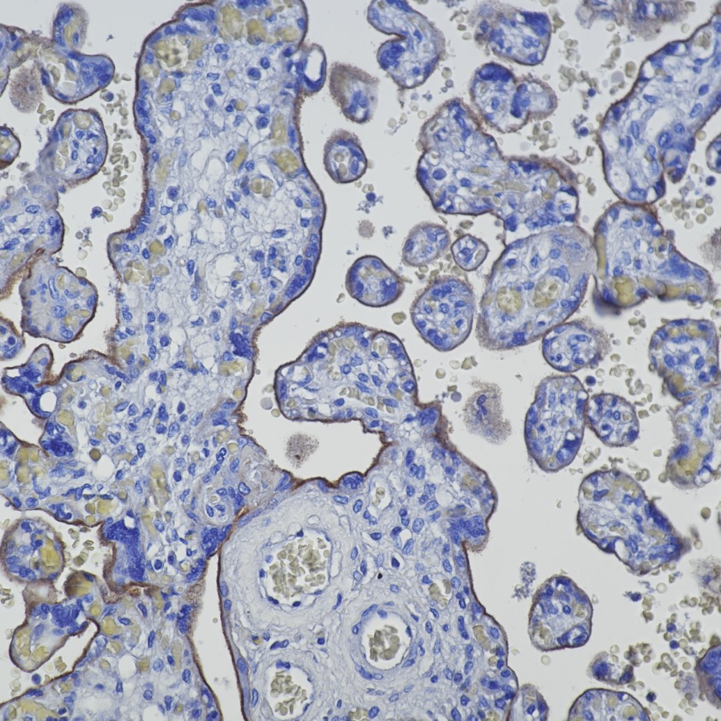 Immunohistochemistry (IHC) staining of human placenta tissue using EGFR Recombinant monoclonal antibody (83806-1-RR)