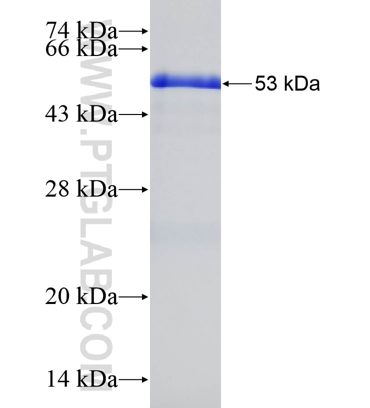 EGFR fusion protein Ag24943 SDS-PAGE
