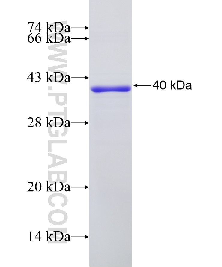 EGFR fusion protein Ag24947 SDS-PAGE