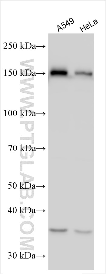 Western Blot (WB) analysis of various lysates using EGFR-Specific Polyclonal antibody (18986-1-AP)