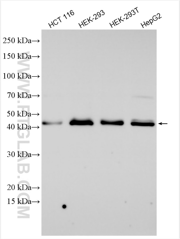 Western Blot (WB) analysis of various lysates using PHD2/EGLN1 Polyclonal antibody (19886-1-AP)