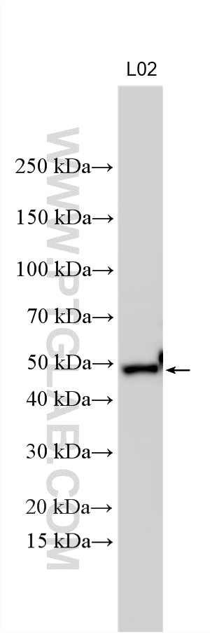 Various lysates were subjected to SDS PAGE followed by western blot with 19886-1-AP (PHD2/EGLN1 antibody) at dilution of 1:6000 incubated at room temperature for 1.5 hours. Western Blot (WB) analysis of various lysates using PHD2/EGLN1 Polyclonal antibody (19886-1-AP)