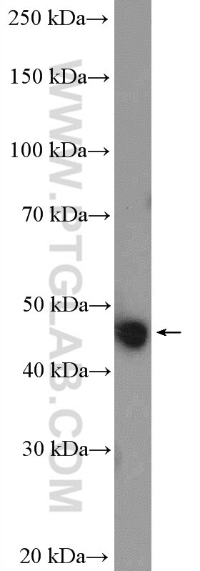 Western Blot (WB) analysis of HepG2 cells using PHD2/EGLN1 Polyclonal antibody (20368-1-AP)