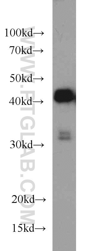 Western Blot (WB) analysis of HEK-293 cells using PHD2/EGLN1 Polyclonal antibody (20368-1-AP)