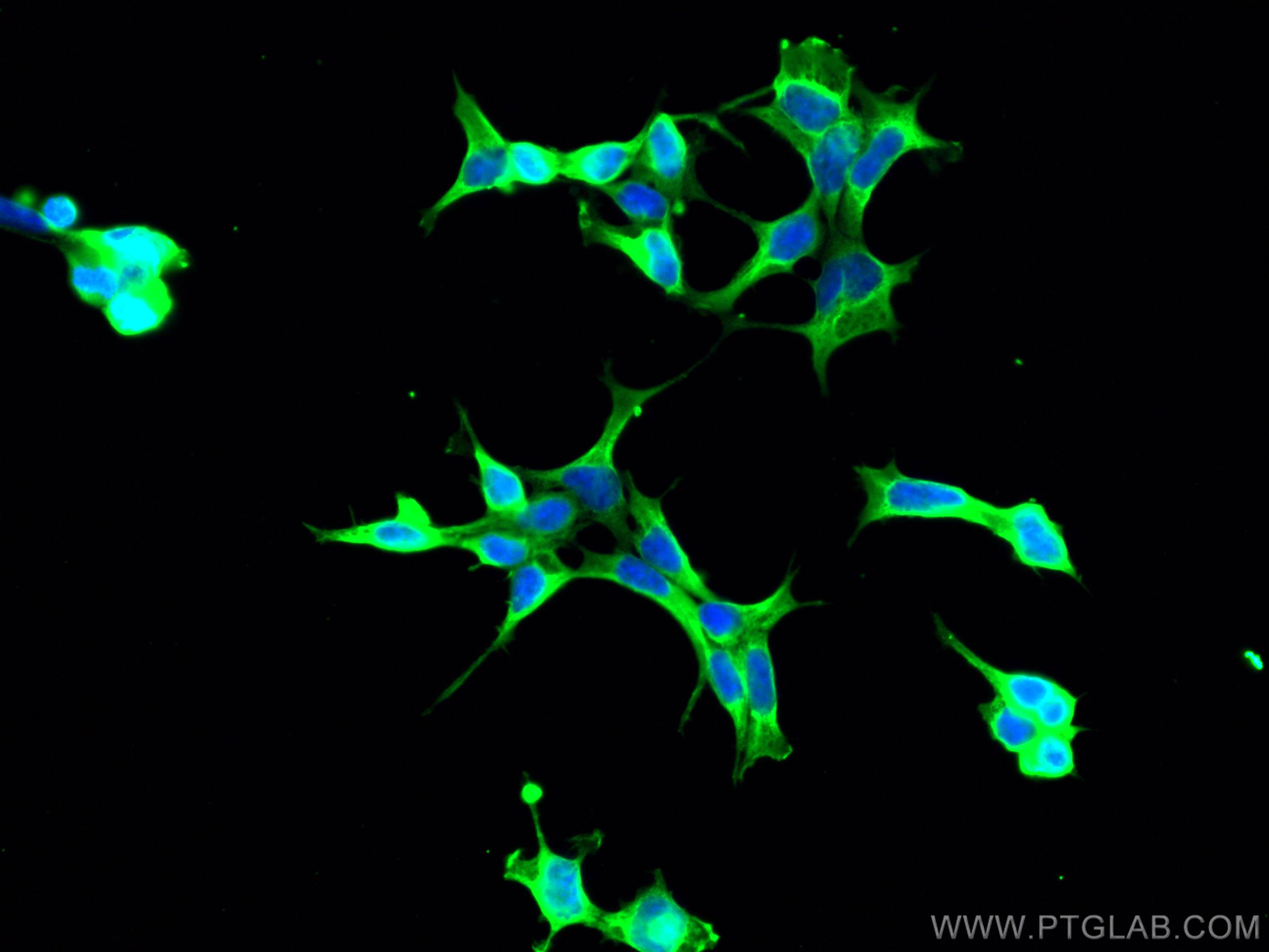 Immunofluorescence (IF) / fluorescent staining of HEK-293 cells using PHD2/EGLN1 Monoclonal antibody (66589-1-Ig)