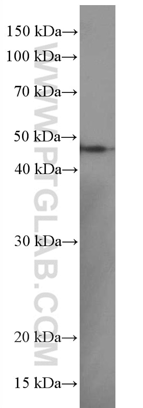 Western Blot (WB) analysis of pig brain tissue using PHD2/EGLN1 Monoclonal antibody (66589-1-Ig)