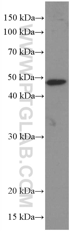 Western Blot (WB) analysis of mouse brain tissue using PHD2/EGLN1 Monoclonal antibody (66589-1-Ig)