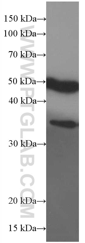 Western Blot (WB) analysis of HEK-293 cells using PHD2/EGLN1 Monoclonal antibody (66589-1-Ig)