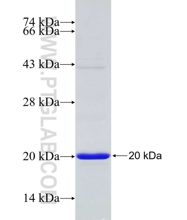 EGLN1 fusion protein Ag13714 SDS-PAGE