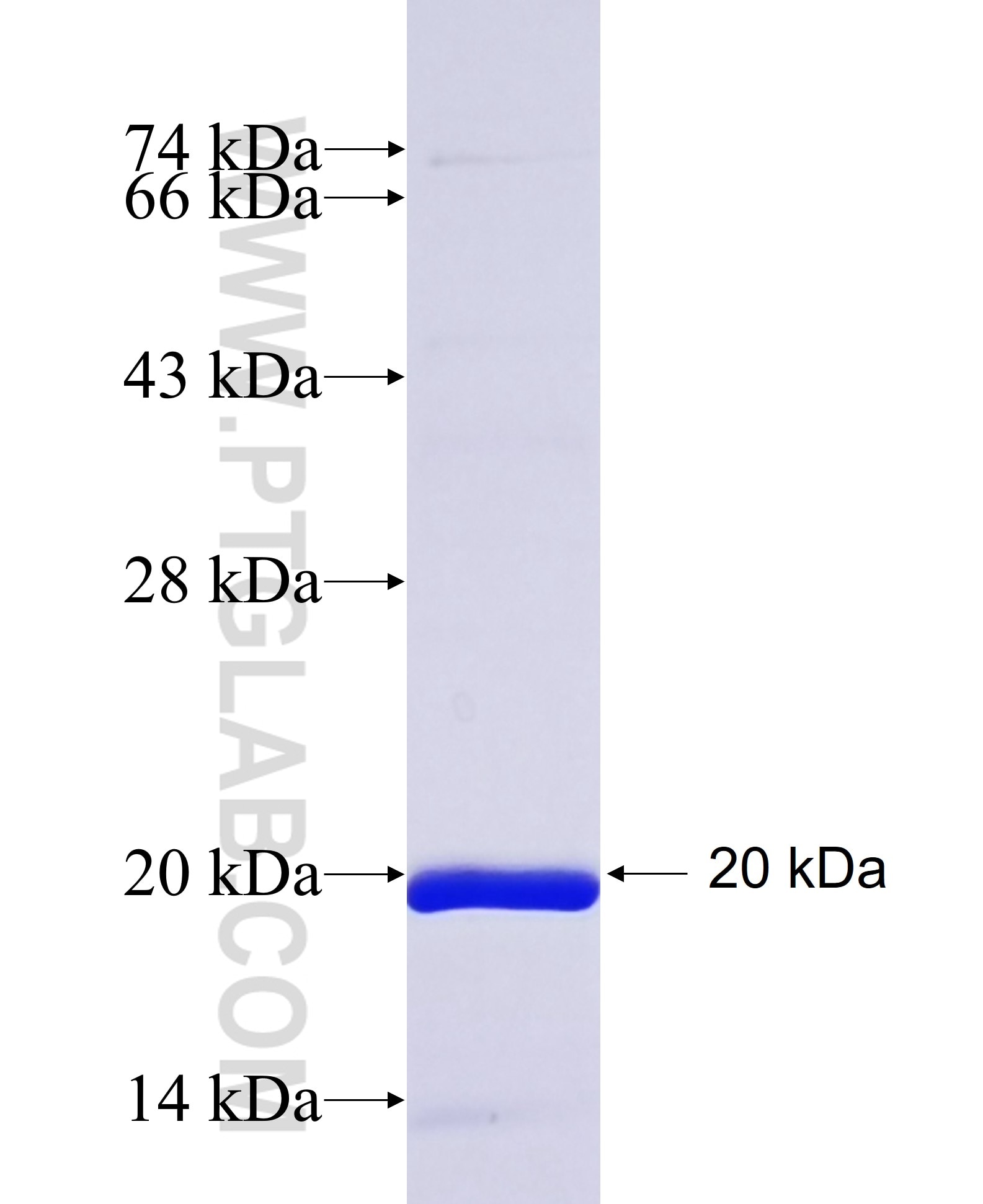 EGLN1 fusion protein Ag13714 SDS-PAGE