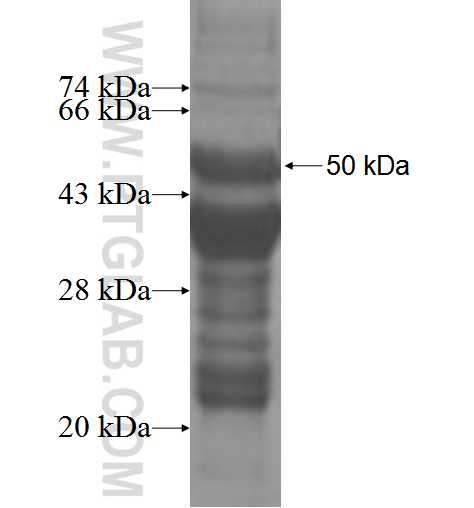 EGLN2 fusion protein Ag3616 SDS-PAGE