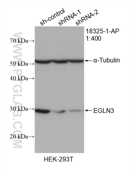 Western Blot (WB) analysis of HEK-293T cells using EGLN3/PHD3 Polyclonal antibody (18325-1-AP)