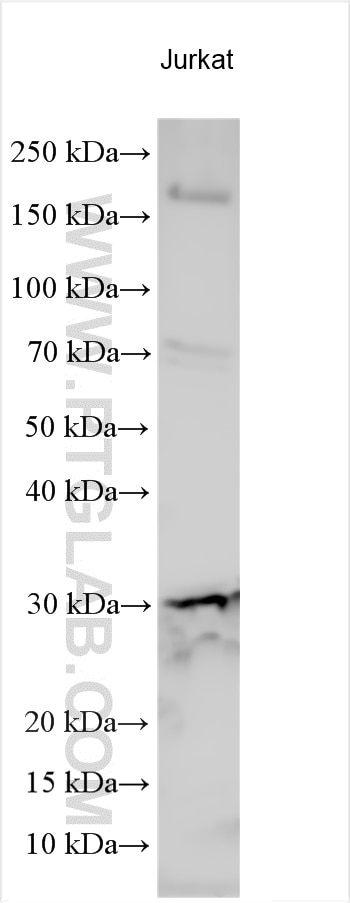 Western Blot (WB) analysis of various lysates using EGLN3/PHD3 Polyclonal antibody (27875-1-AP)