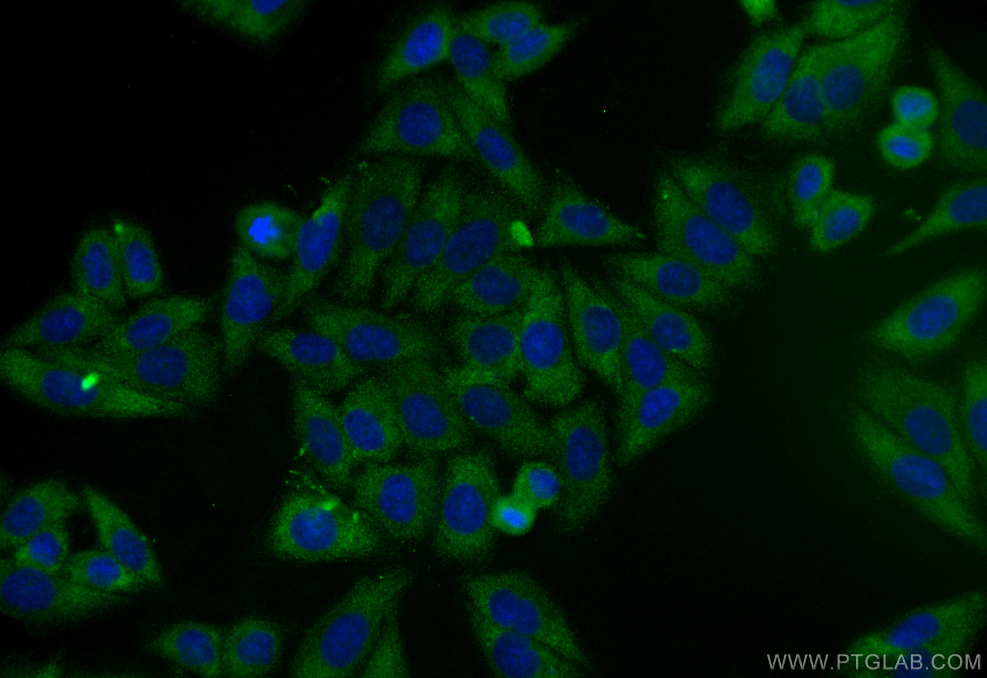 Immunofluorescence (IF) / fluorescent staining of HepG2 cells using CoraLite® Plus 488-conjugated EGLN3 Recombinant an (CL488-83321)