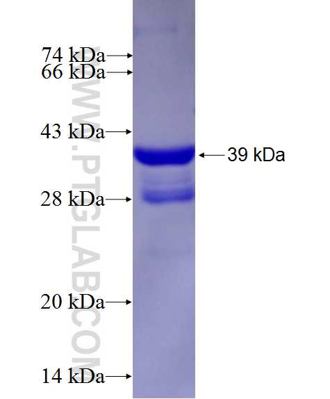 EGLN3 fusion protein Ag27464 SDS-PAGE