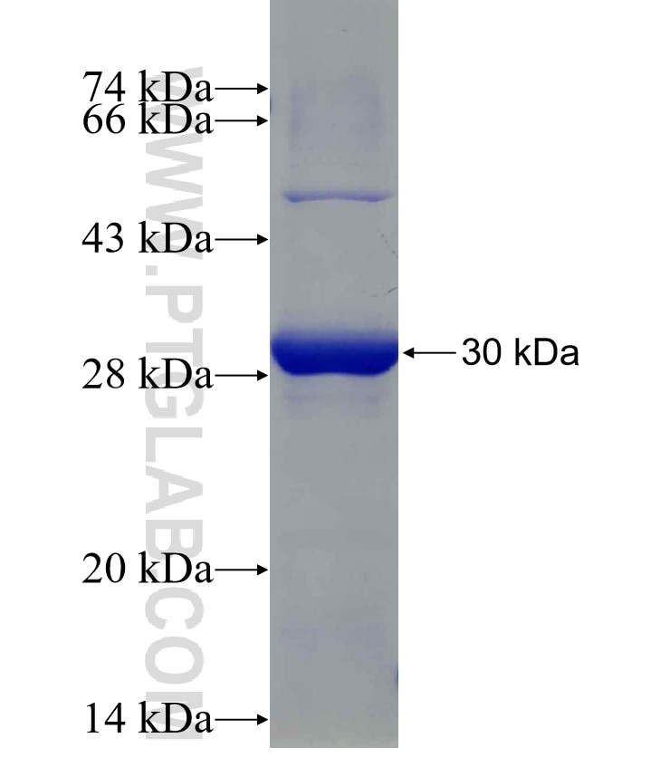 EGLN3 fusion protein Ag13156 SDS-PAGE